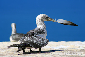 Cape Kidnappers Gannet Colony